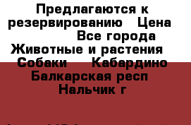 Предлагаются к резервированию › Цена ­ 16 000 - Все города Животные и растения » Собаки   . Кабардино-Балкарская респ.,Нальчик г.